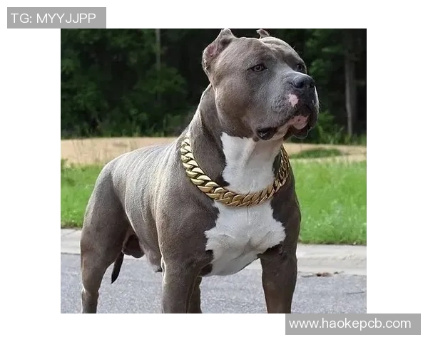 嘴炮与达菲的巅峰对决谁能笑到最后揭开战斗真相